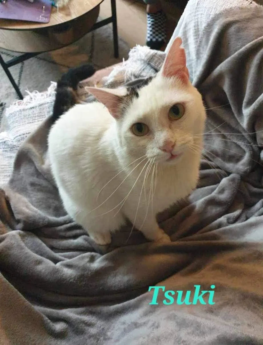 72f4d0c5-a05a-401b-95a8-ff61bf7acbd0